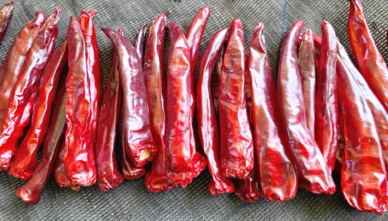 이명화님의 장터 판매 상품 [건고추or고추가루] 첨부 사진