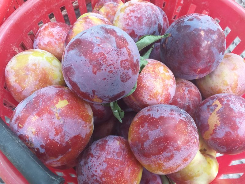 장터 상품 [저희 재배중인 작물] 썸네일