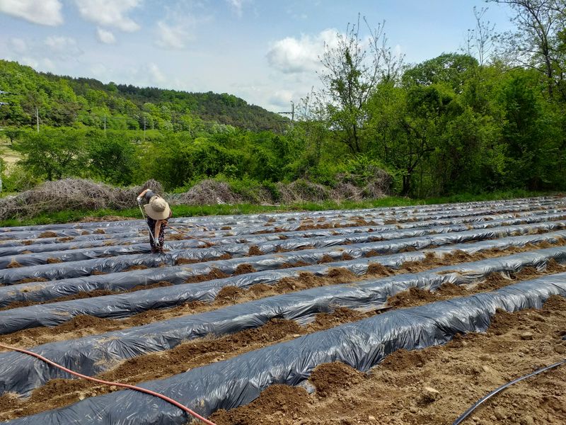 이명화님의 장터 판매 상품 [저희 재배중인 작물] 첨부 사진