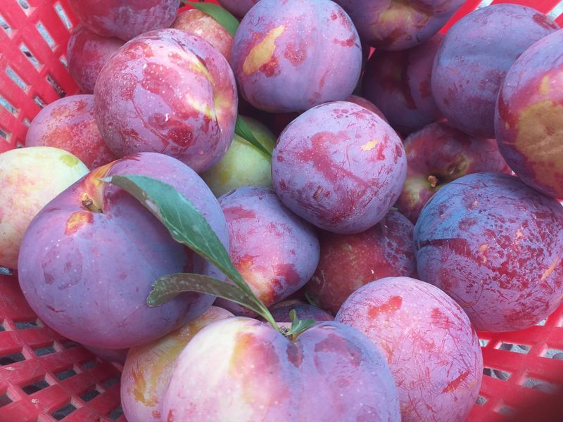 이명화님의 장터 판매 상품 [저희 재배중인 작물] 첨부 사진