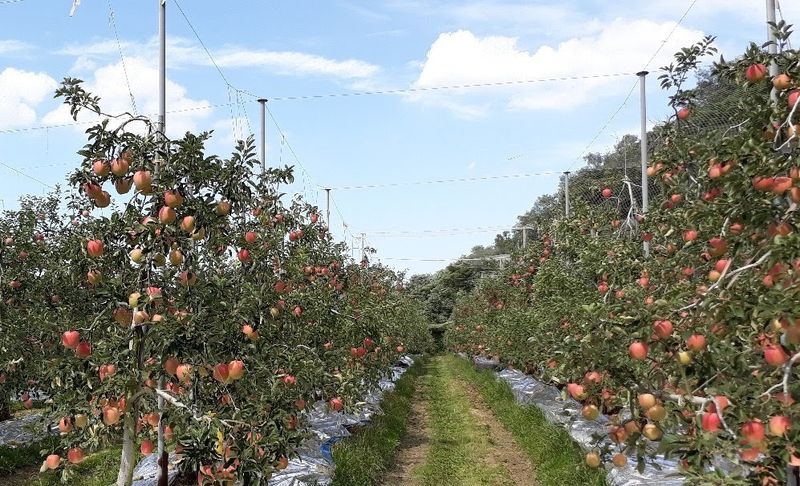 이명화님의 장터 판매 상품 [저희 재배중인 작물] 첨부 사진