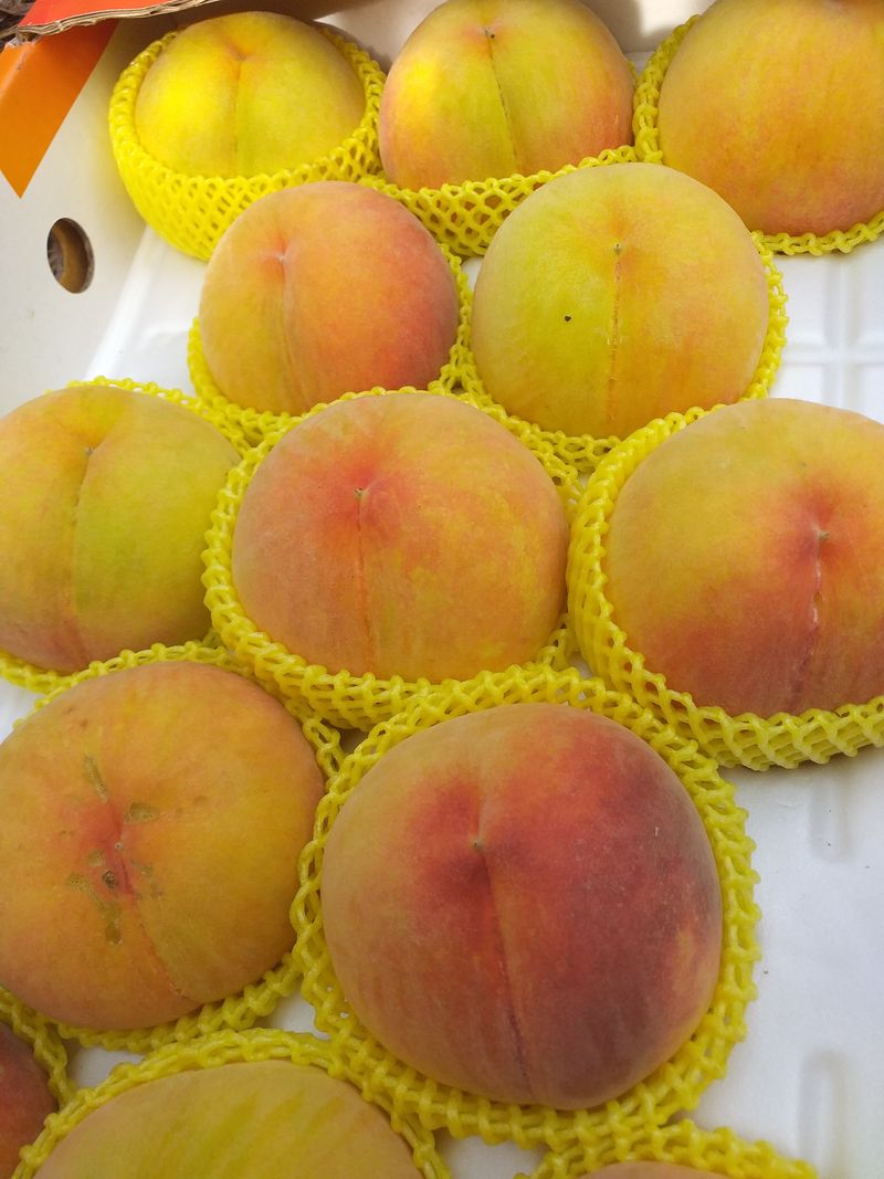 이명화님의 장터 판매 상품 [저희 재배중인 작물] 첨부 사진