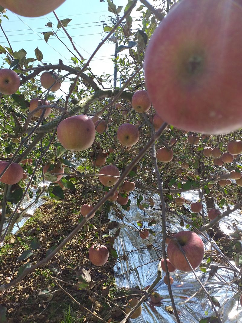 이명화님의 장터 판매 상품 [저희 재배중인 작물] 첨부 사진