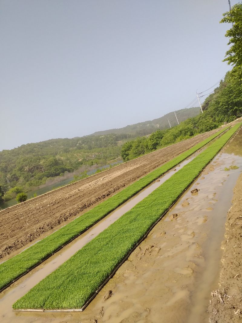 이명화님의 장터 판매 상품 [저희 재배중인 작물] 첨부 사진