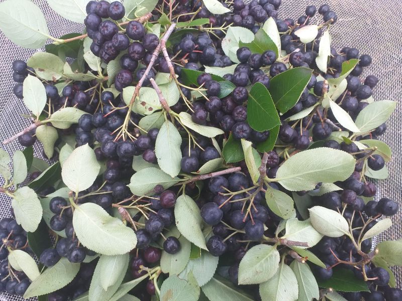 이명화님의 장터 판매 상품 [저희 재배중인 작물] 첨부 사진