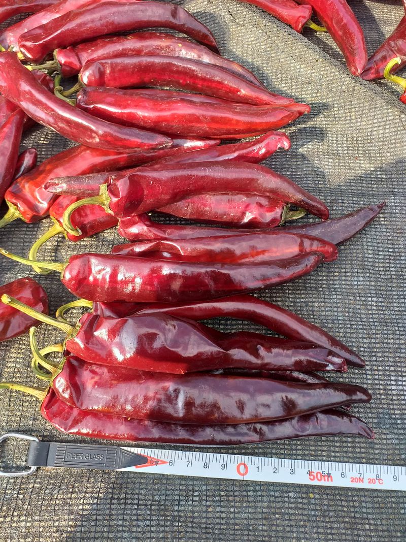 이명화님의 장터 판매 상품 [저희 재배중인 작물] 첨부 사진