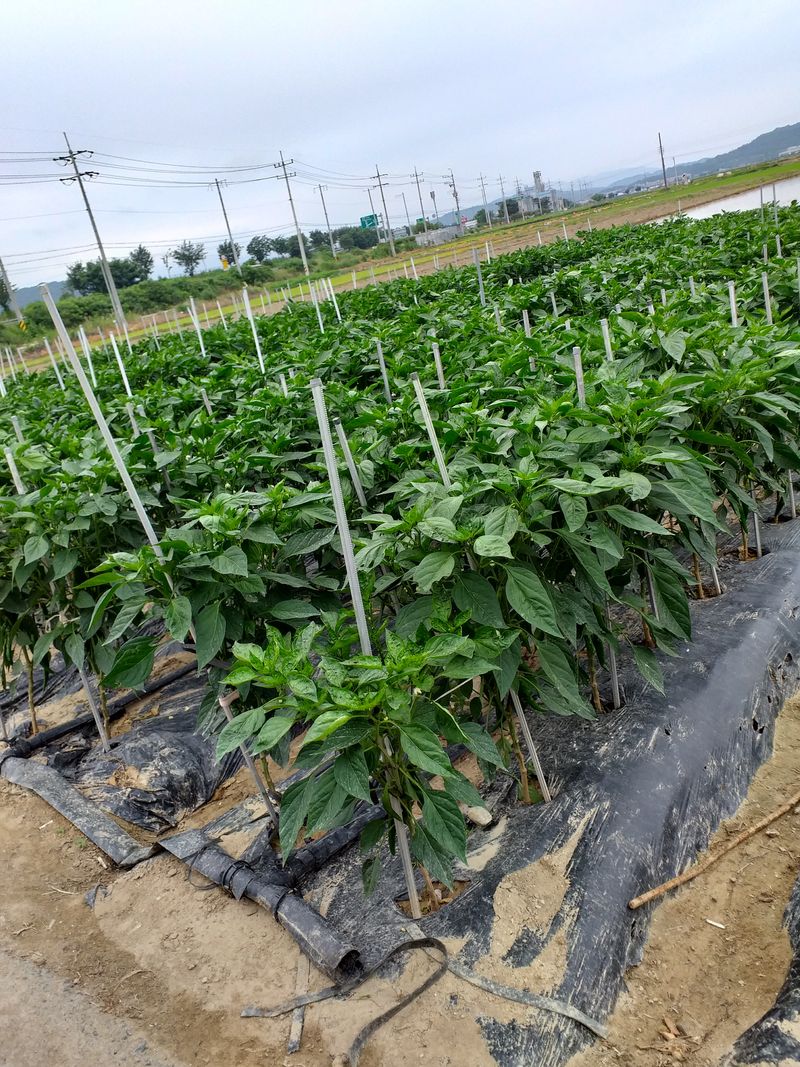 이명화님의 장터 판매 상품 [저희 재배중인 작물] 첨부 사진