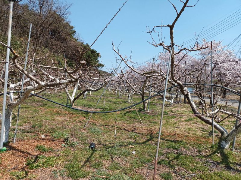 이명화님의 장터 판매 상품 [저희 재배중인 작물] 첨부 사진