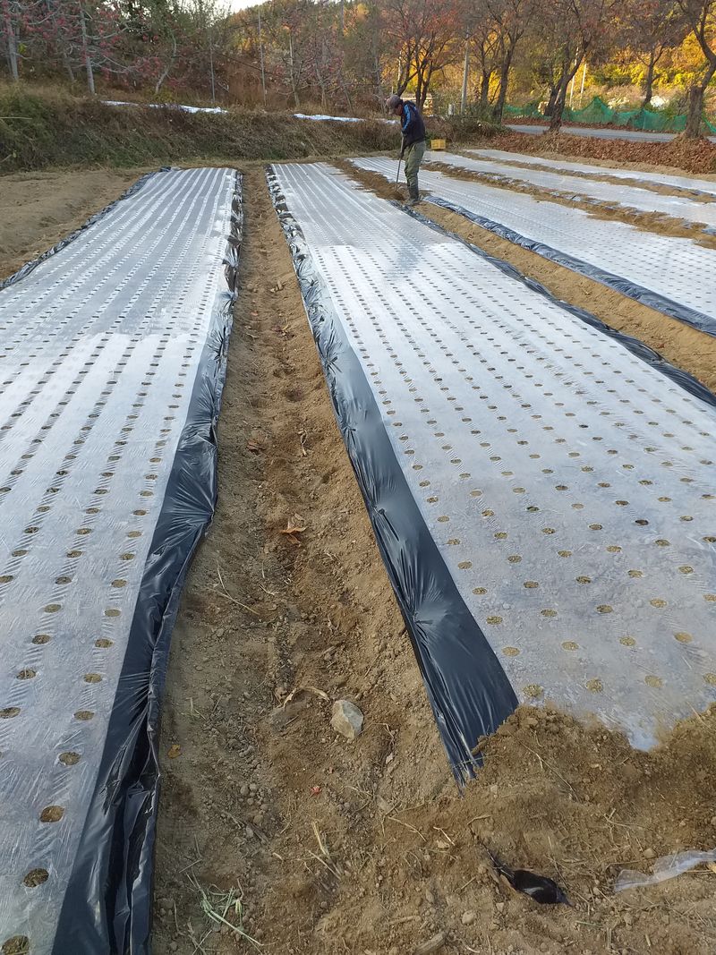 이명화님의 장터 판매 상품 [저희 재배중인 작물] 첨부 사진