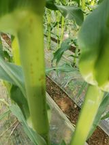 팜모닝 옥수수·병해충상담 게시글 이미지