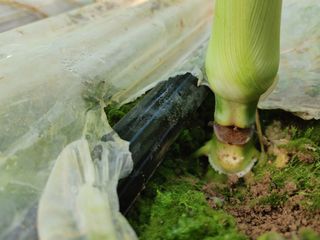 부농이네(이나영)님의 옥수수 · 병해충상담 작성글 사진