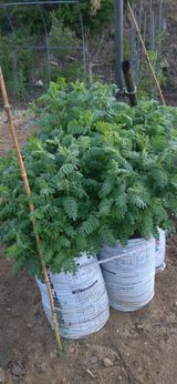 팜모닝 자유주제·자유게시판 게시글 이미지