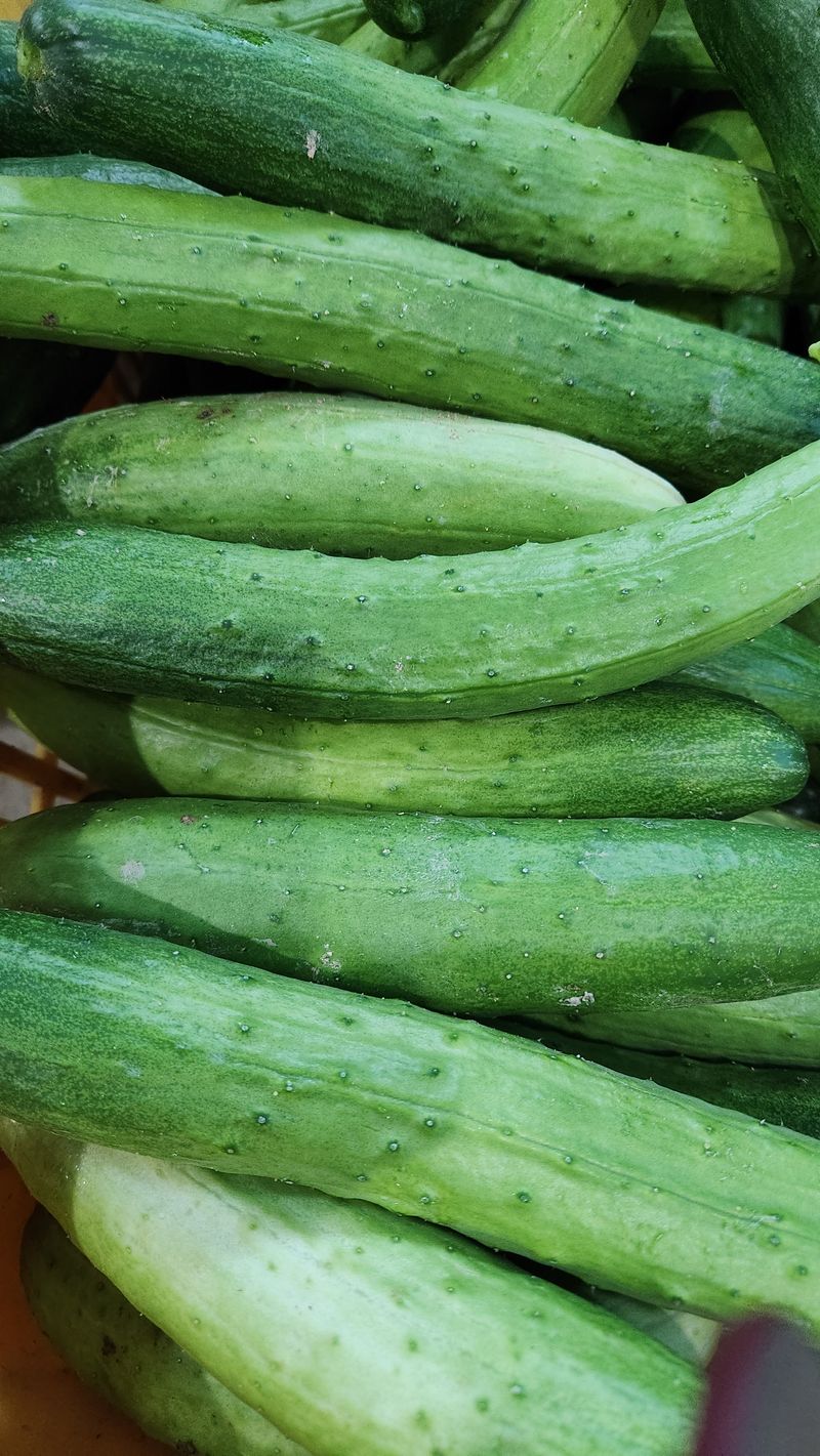 장터 상품 [백다다기오이 조선오이 ] 썸네일