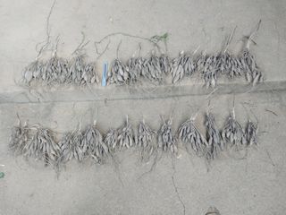 서산 밀집모자님의 기타작물 · 자유게시판 작성글 사진