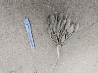 서산 밀집모자님의 기타작물 · 자유게시판 작성글 사진