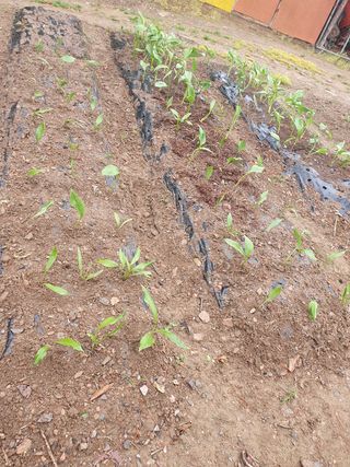 인생은 소풍처럼님의 두릅 · 일상 작성글 사진