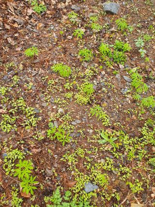 인생은 소풍처럼님의 두릅 · 일상 작성글 사진