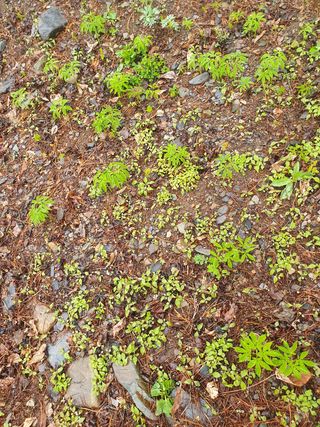 인생은 소풍처럼님의 두릅 · 일상 작성글 사진