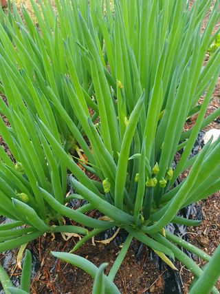 인생은 소풍처럼님의 두릅 · 일상 작성글 사진