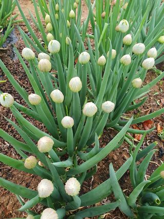 인생은 소풍처럼님의 두릅 · 일상 작성글 사진