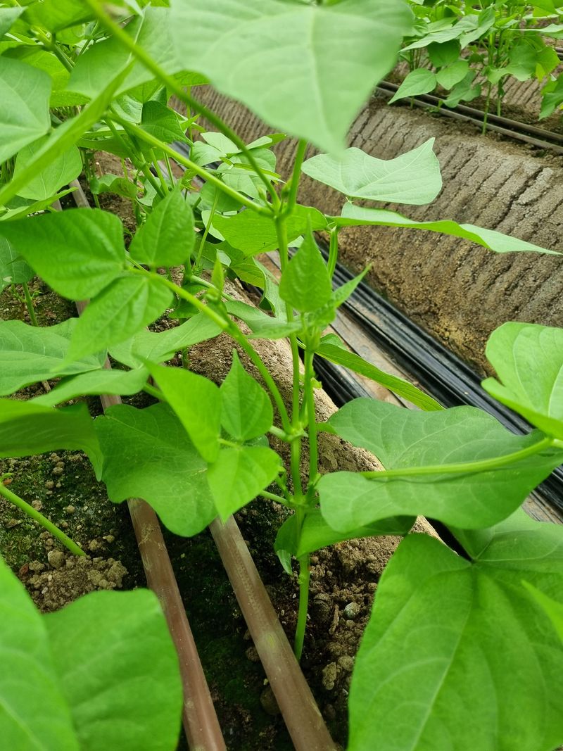 장터 상품 [얼룩호랑이강낭콩4키로] 썸네일