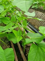 팜모닝 · 게시글 이미지