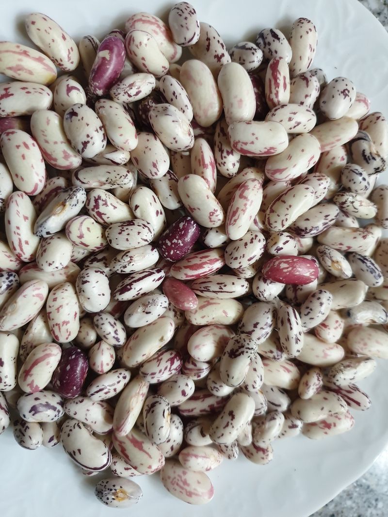 진주 김증수님의 장터 판매 상품 [얼룩호랑이강낭콩4키로] 첨부 사진