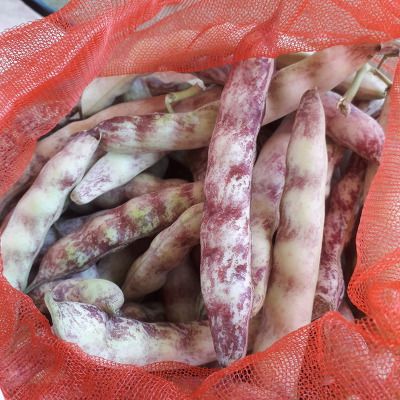 진주 김증수님의 장터 판매 상품 [얼룩호랑이강낭콩4키로] 첨부 사진