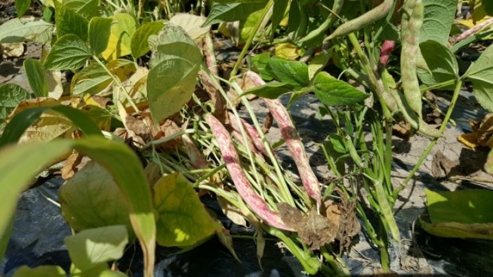 진주 김증수님의 장터 판매 상품 [얼룩호랑이강낭콩4키로] 첨부 사진