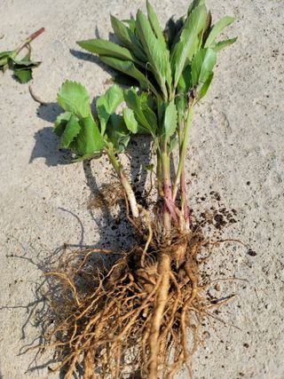 병풍취산채농원님의 작성글 사진