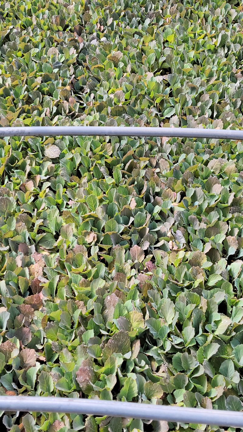 장터 상품 [양배추묘종.128구.오가네] 썸네일