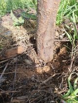 팜모닝 자두·병해충상담 게시글 이미지