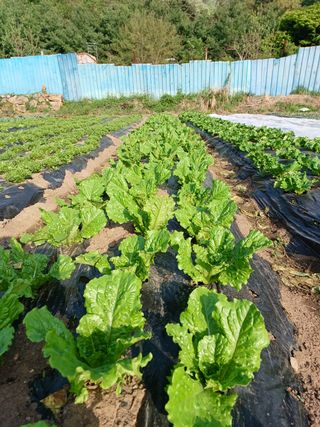 양산 성여사님의 상추 · 자유게시판 작성글 사진