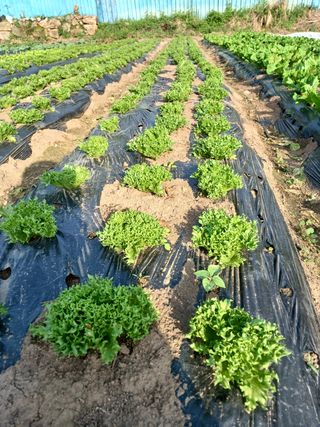 양산 성여사님의 상추 · 자유게시판 작성글 사진