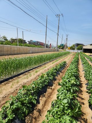 김시내 님의 감자 · 자유게시판 작성글 사진