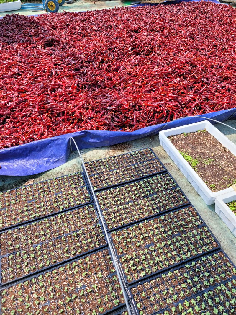 서미경님의 장터 판매 상품 [고추가루  5키로 무료배송] 첨부 사진