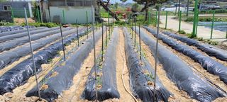 김중언님의 고추 · 파종•정식 작성글 사진