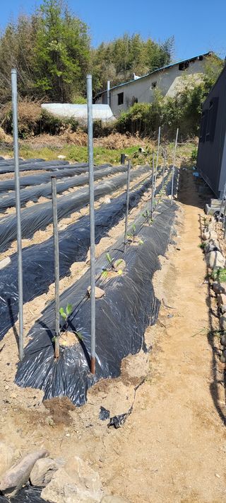 김중언님의 고추 · 파종•정식 작성글 사진