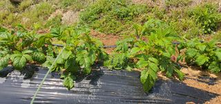 또순이떼지누리님의 감자 · 병해충상담 작성글 사진