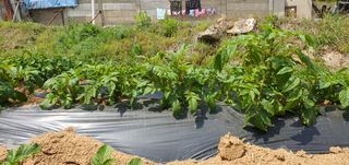 또순이떼지누리님의 감자 · 병해충상담 작성글 사진