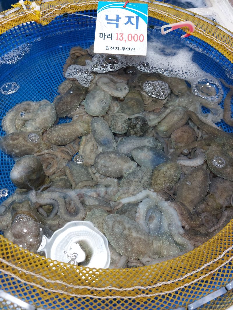 장터 상품 [무안대낙 한마중량250~300 5마리씩 판매합니다 ] 썸네일