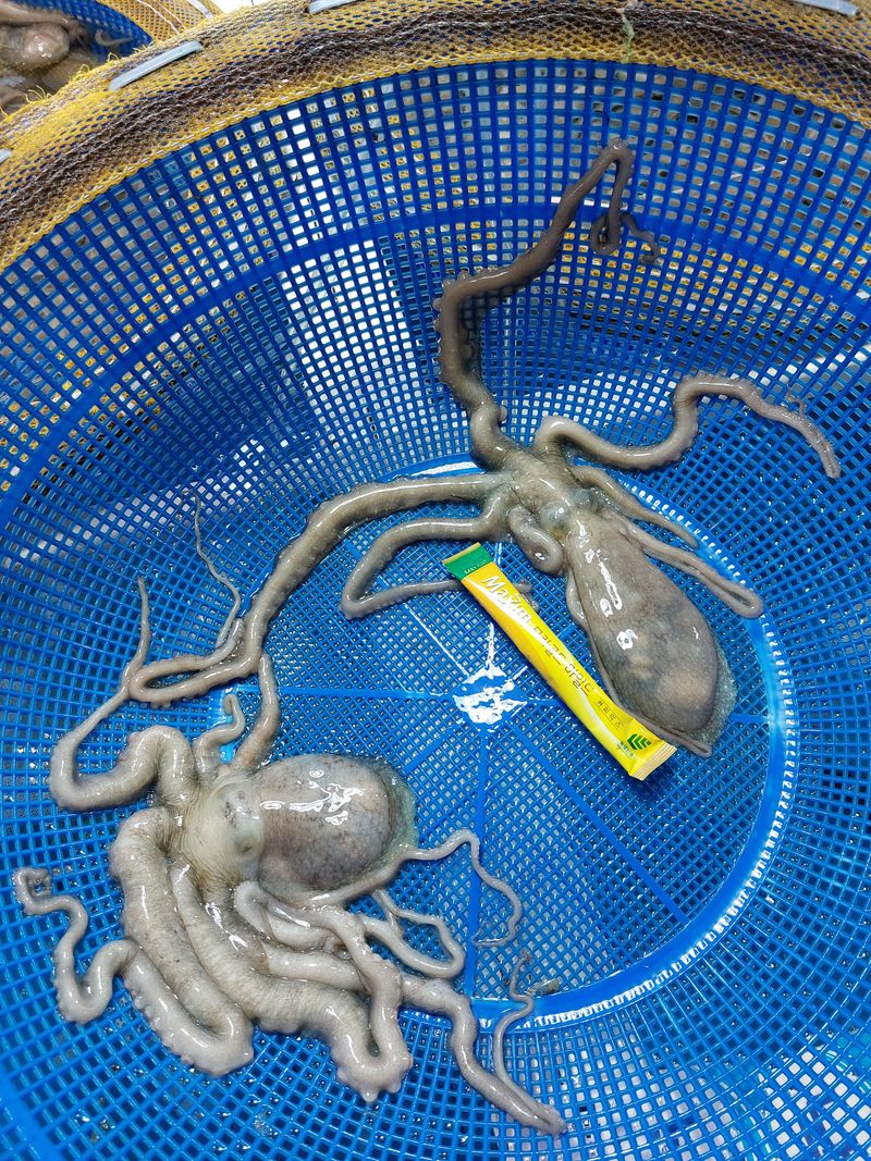 목포제주수산님의 장터 판매 상품 [무안대낙 한마중량250~300 5마리씩 판매합니다 ] 첨부 사진