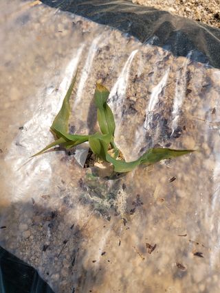 손희님의 옥수수 · 자유게시판 작성글 사진