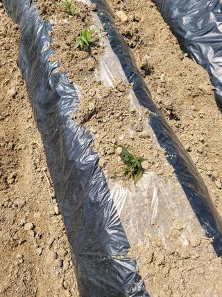 손희님의 옥수수 · 자유게시판 작성글 사진