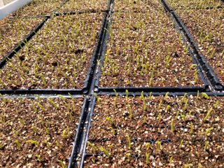 손희님의 옥수수 · 자유게시판 작성글 사진