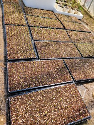 손희님의 옥수수 · 자유게시판 작성글 사진