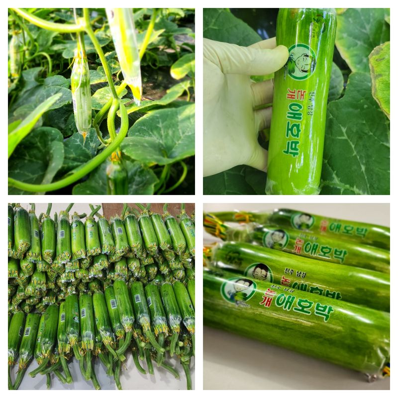 장터 상품 [친환경 무농약 애호박 A품 B품 판매] 썸네일