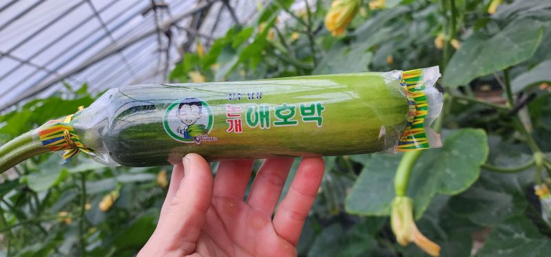 김기태님의 장터 판매 상품 [친환경 무농약 애호박 A품 B품 판매] 첨부 사진