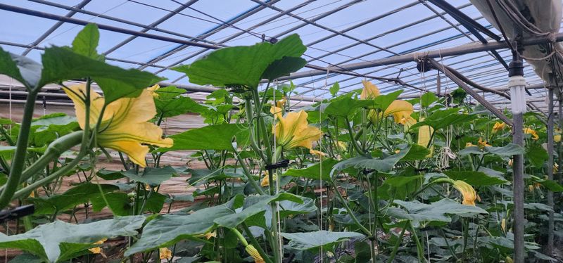 김기태님의 장터 판매 상품 [친환경 무농약 애호박 A품 B품 판매] 첨부 사진