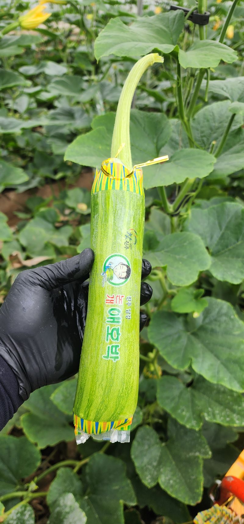 김기태님의 장터 판매 상품 [친환경 무농약 애호박 A품 B품 판매] 첨부 사진